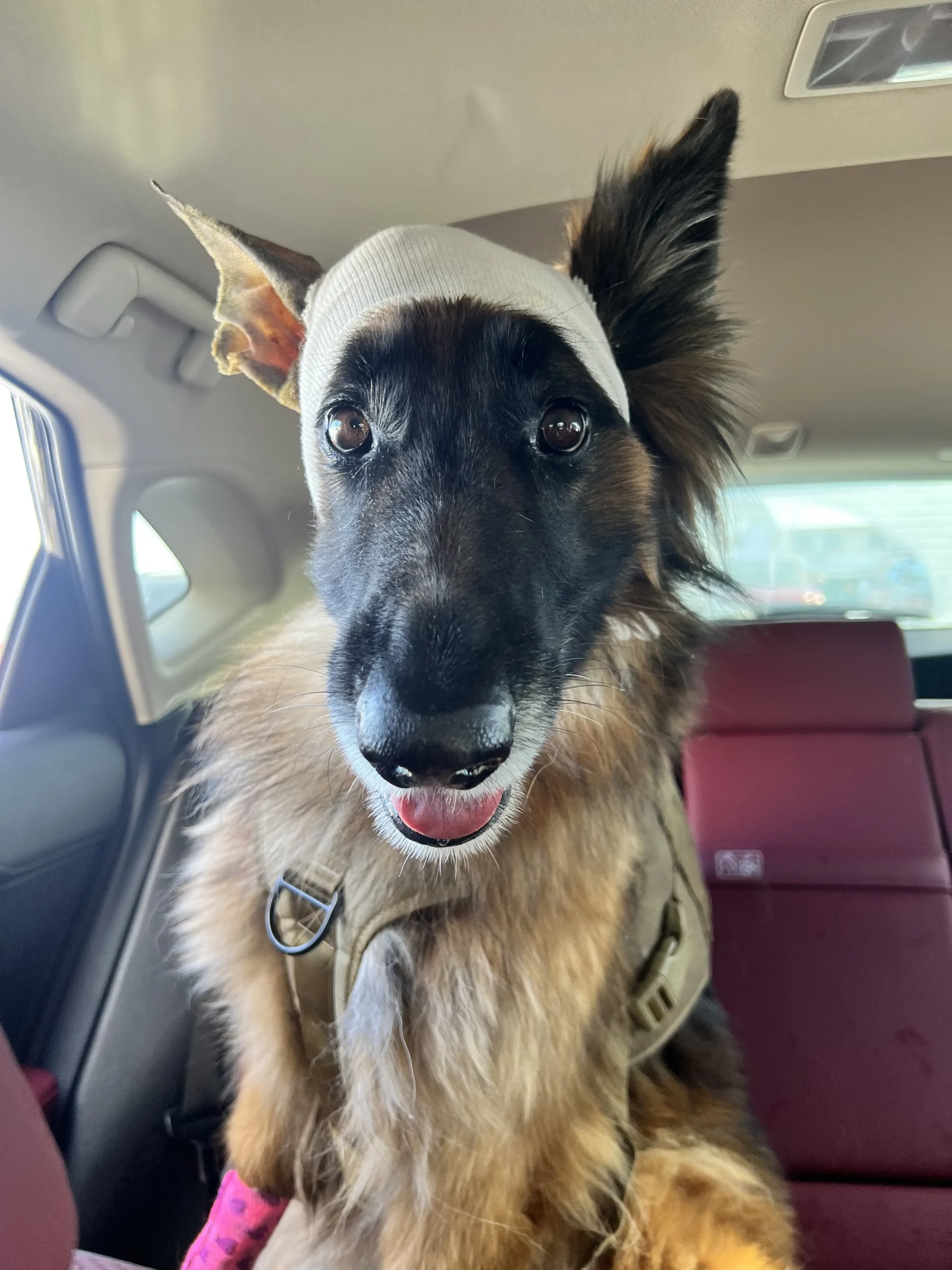 Sweet, sweet Bad Luck Beans in the car after her tumor removal surgery in 2022, looking like a WWI vet returning from war.